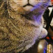 Thumbnail photo of Miles (FIV+) #1