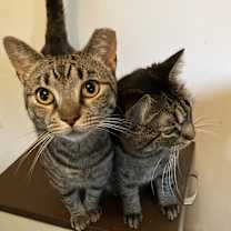 Thumbnail photo of 3 Amigos bonded w/ male amigo #1