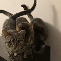 Thumbnail photo of 3 Amigos bonded w/ male amigo #2