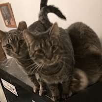 Thumbnail photo of 3 Amigos bonded w/female amigo #1