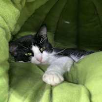 adopt-pet