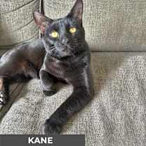 Thumbnail photo of Kane #3