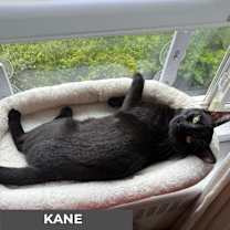 Thumbnail photo of Kane #4