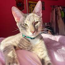 Thumbnail photo of Guiseppe #3