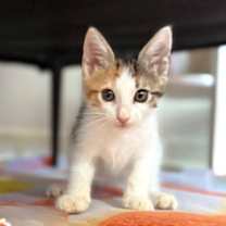 Thumbnail photo of Lil Cali #1