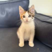 Thumbnail photo of Lil Cali #2