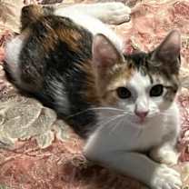 Thumbnail photo of Lil Cali #3