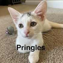 Thumbnail photo of Pringles #1