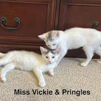 Thumbnail photo of Pringles #3