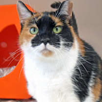 Thumbnail photo of Callie (in foster) #1