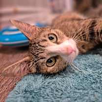 Thumbnail photo of Iris #1