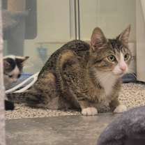 Thumbnail photo of Iris #4