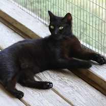 Thumbnail photo of Omega #4