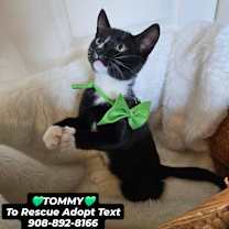 Thumbnail photo of TOMMY #2