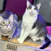 Thumbnail photo of Stevie & Nicks #2