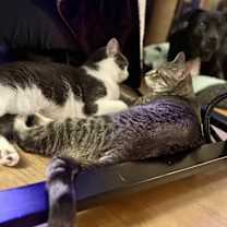 Thumbnail photo of Stevie & Nicks #3