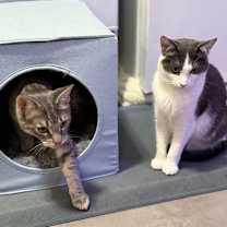 Thumbnail photo of Stevie & Nicks #4