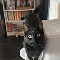 Thumbnail photo of Dolce #1