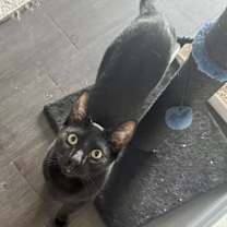 Thumbnail photo of Dolce #4