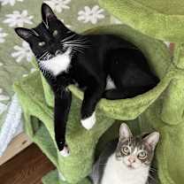 Thumbnail photo of Aspen *video* #2