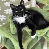 Thumbnail photo of Aspen *video* #3