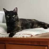 Thumbnail photo of Izzy #2