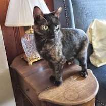 Thumbnail photo of Izzy #3