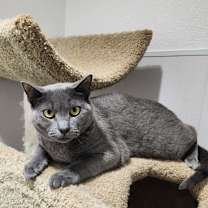 Thumbnail photo of Zap #1