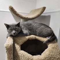 Thumbnail photo of Zap #2