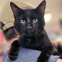 Thumbnail photo of Bullet #1