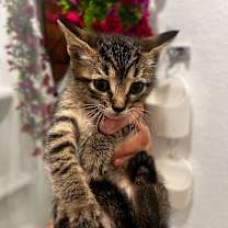 Thumbnail photo of Saffron AH #2