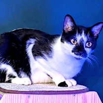 Thumbnail photo of KITTY PIPPIE #4