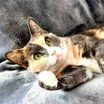 Thumbnail photo of KITTY CHARLENE #4