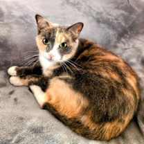 Thumbnail photo of KITTY CHARLENE #1