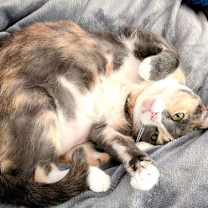 Thumbnail photo of KITTY CHARLENE #3