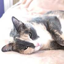 Thumbnail photo of KITTY CHARLENE #2