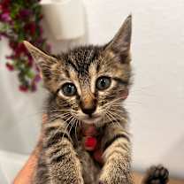 Thumbnail photo of Chamomile AH #2