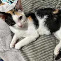 Thumbnail photo of Tulip #2