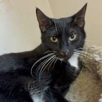 Thumbnail photo of Oliver #3