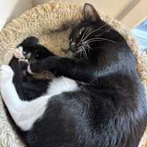 Thumbnail photo of Oliver #4