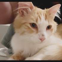 Thumbnail photo of Mango #1