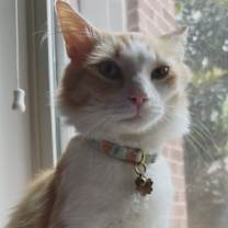 Thumbnail photo of Mango #2