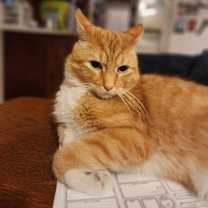 Thumbnail photo of Collin #1