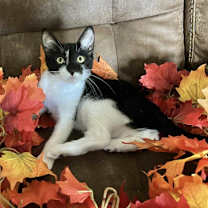 Thumbnail photo of Tink #1