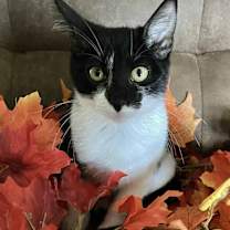 Thumbnail photo of Tink #4