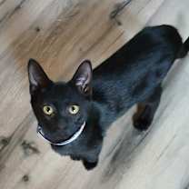 Thumbnail photo of Doink #1