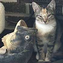 Thumbnail photo of TIG #1