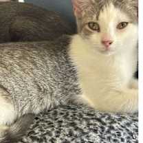 Thumbnail photo of Snowy #1