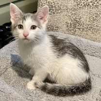 adopt-pet