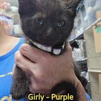 adopt-pet